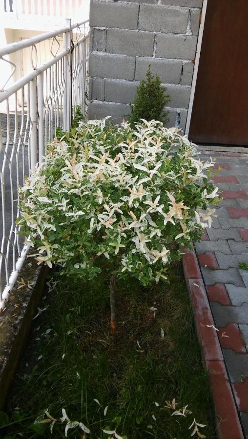 Apartment Fenix Ni エクステリア 写真